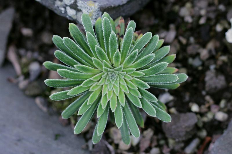 Photo of Encrusted Saxifrage (Saxifraga longifolia) uploaded by RuuddeBlock