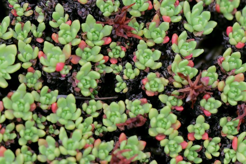 Photo of Rhodiola saxifragoides uploaded by RuuddeBlock