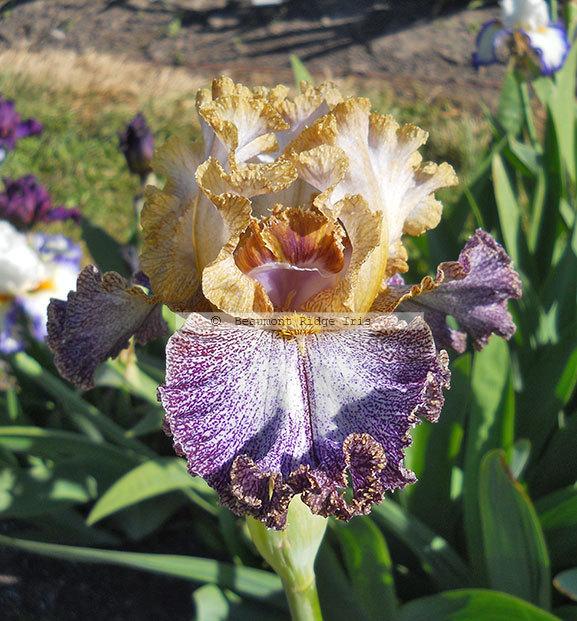 Photo of Tall Bearded Iris (Iris 'Dipped in Dots') uploaded by TBMan