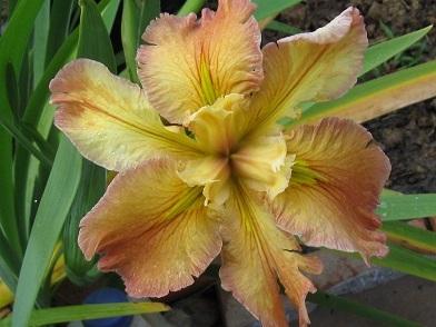 Photo of Louisiana Iris (Iris 'Jive Talkin'') uploaded by bron