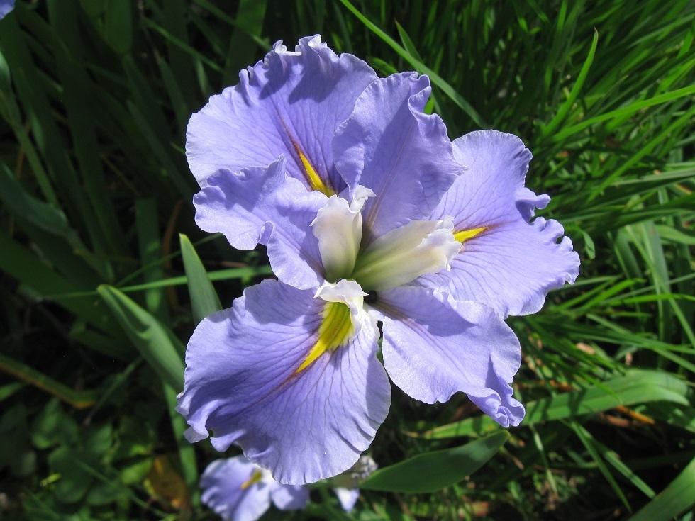 Photo of Louisiana Iris (Iris 'Blue Mountain Mist') uploaded by bron