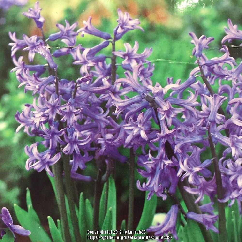 Photo of Hyacinth (Hyacinthus orientalis 'Anastasia') uploaded by AndreA33