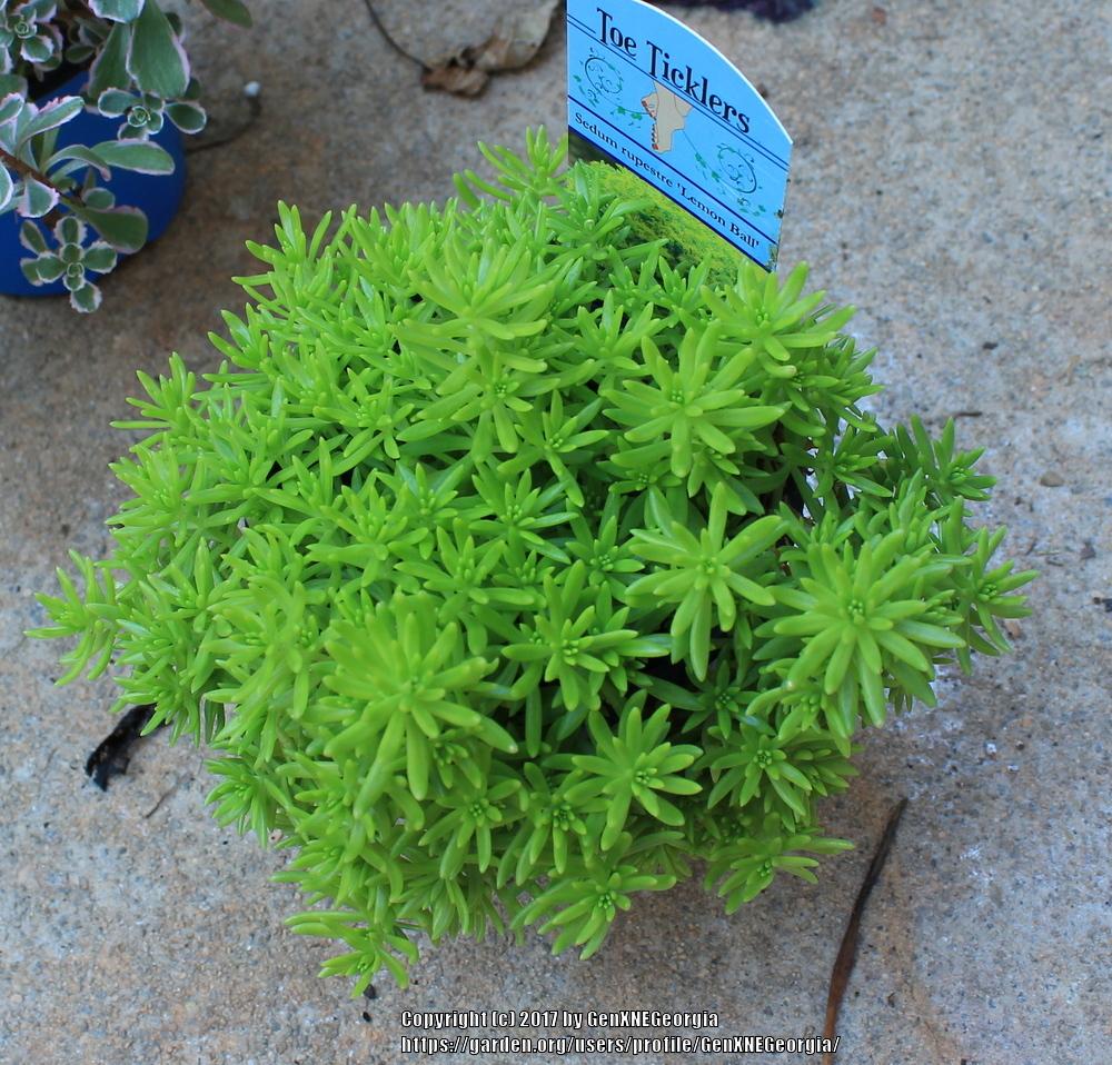 Photo of Stonecrop (Petrosedum Lemon Coral™) uploaded by GenXNEGeorgia