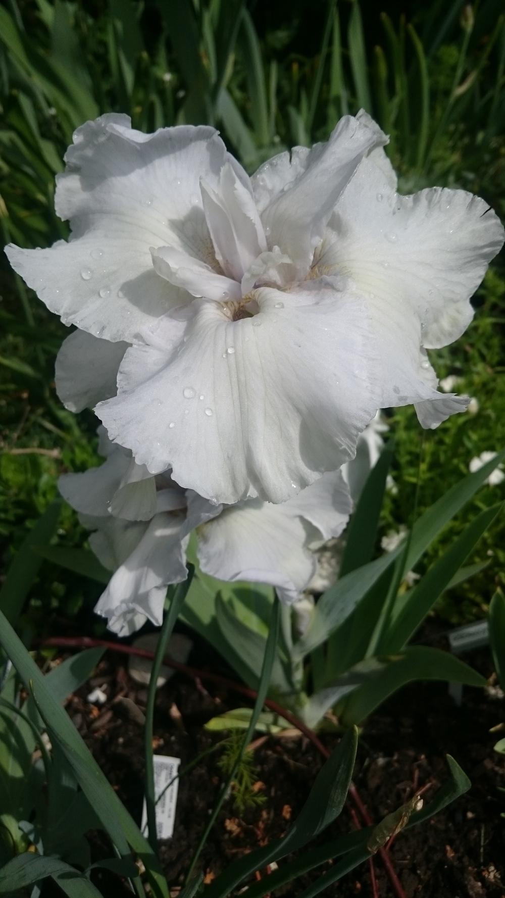 Photo of Tall Bearded Iris (Iris 'Frosty Moonscape') uploaded by Irislady