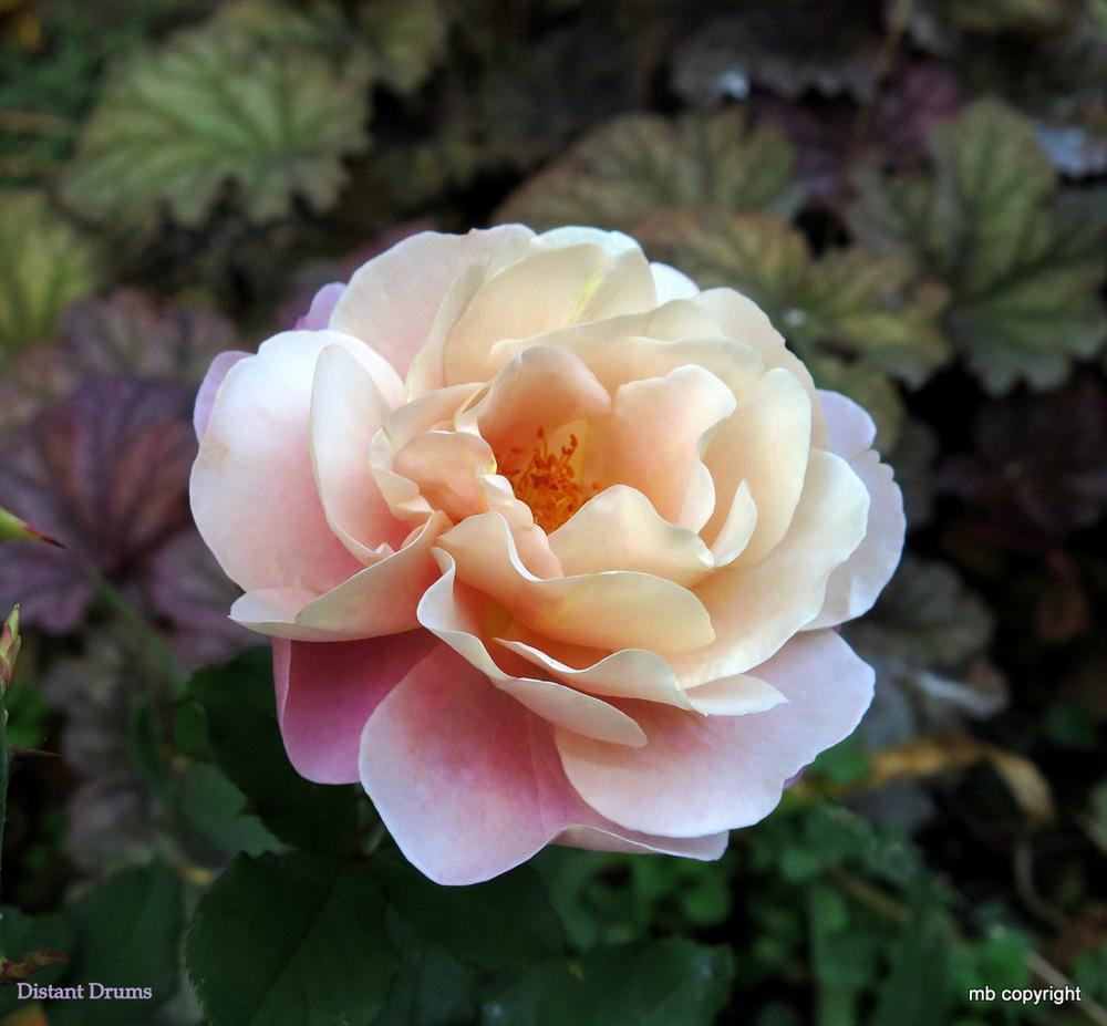 Photo of Rose (Rosa 'Distant Drums') uploaded by MargieNY