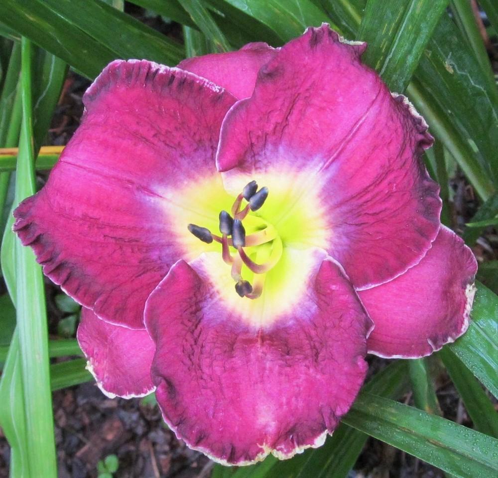 Photo of Daylily (Hemerocallis 'Lord of Rings') uploaded by Sscape