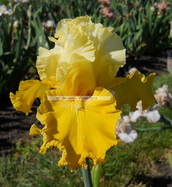 Photo of Tall Bearded Iris (Iris 'Sun Chic') uploaded by TBMan