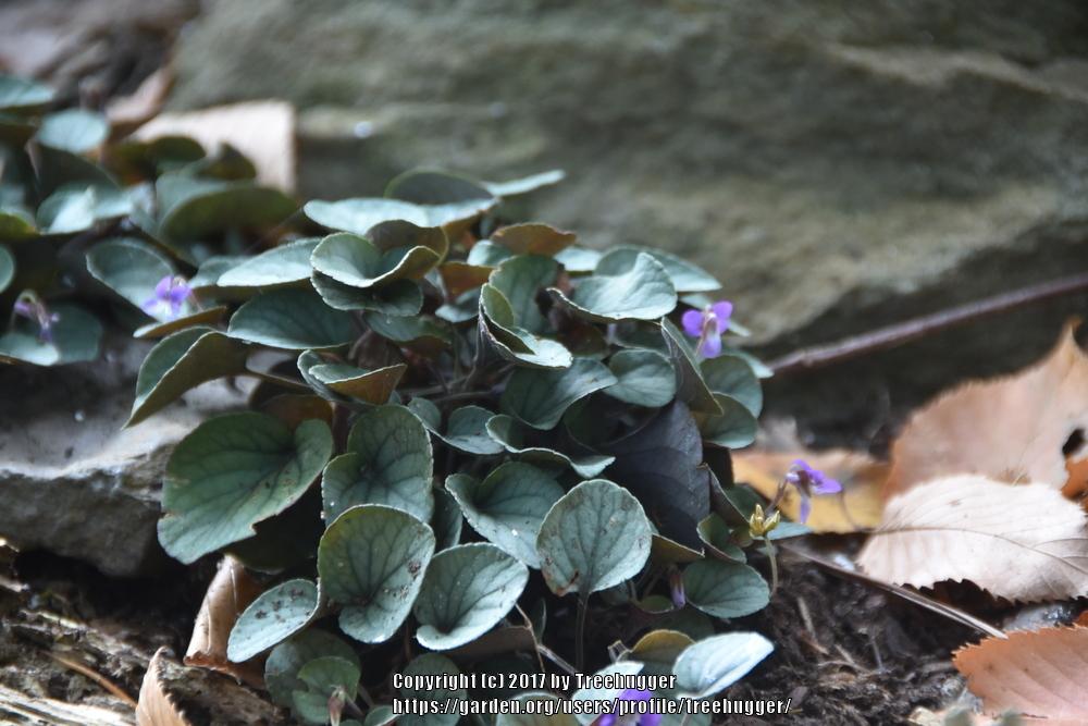 Photo of Appalachian Blue Violet (Viola walteri 'Silver Gem') uploaded by treehugger