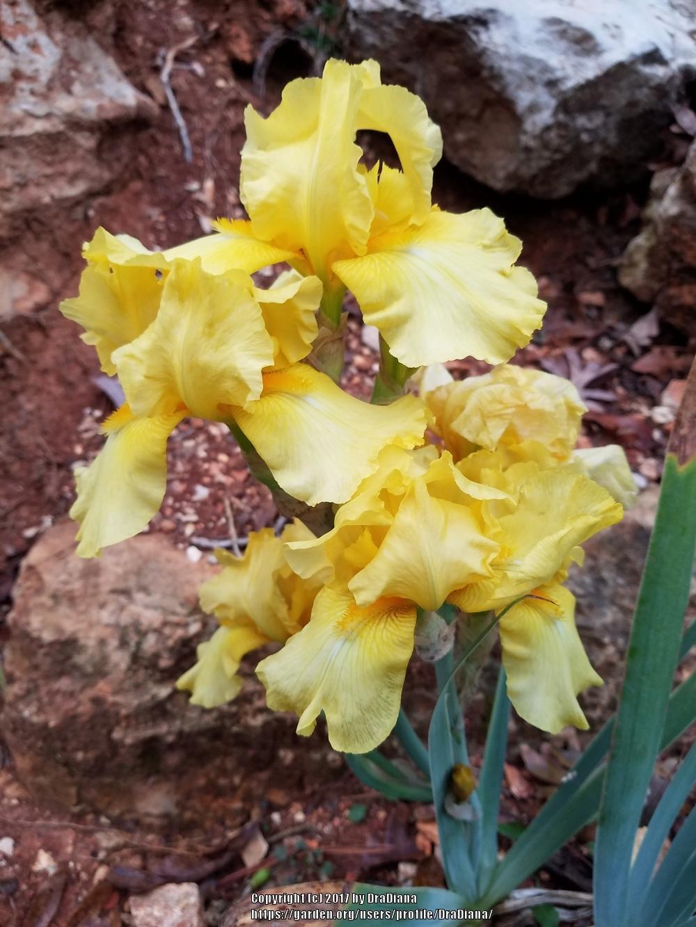 Photo of Tall Bearded Iris (Iris 'Corn Harvest') uploaded by DraDiana