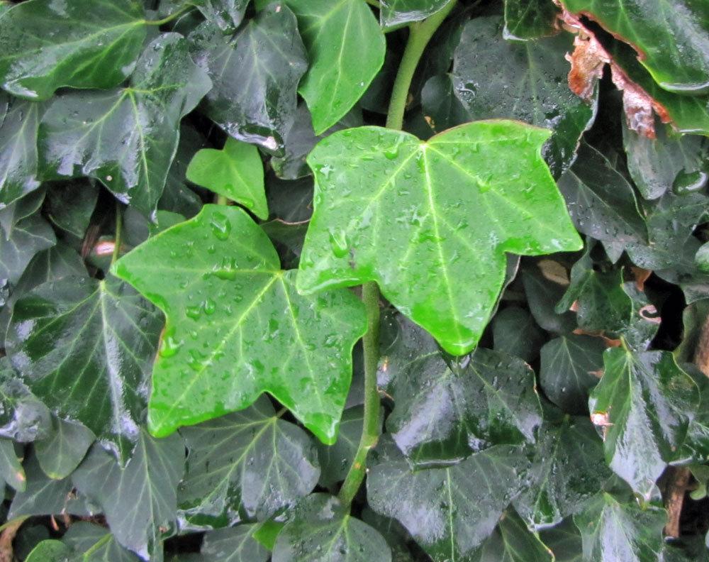 Photo of English Ivy (Hedera helix 'Wilsonii') uploaded by TBGDN
