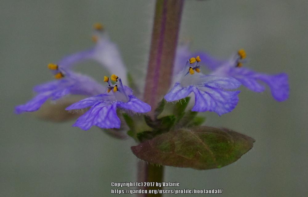 Photo of Bugleweed (Ajuga reptans) uploaded by bootandall
