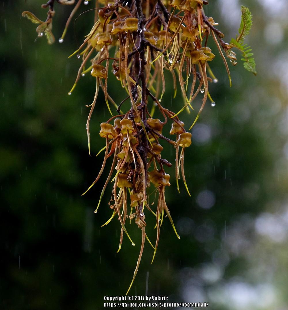 Photo of Kowhai (Sophora microphylla) uploaded by bootandall