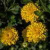 "Chrysanthemum 'Centennial Sun', 2017, Upright Garden [Mum] #chry