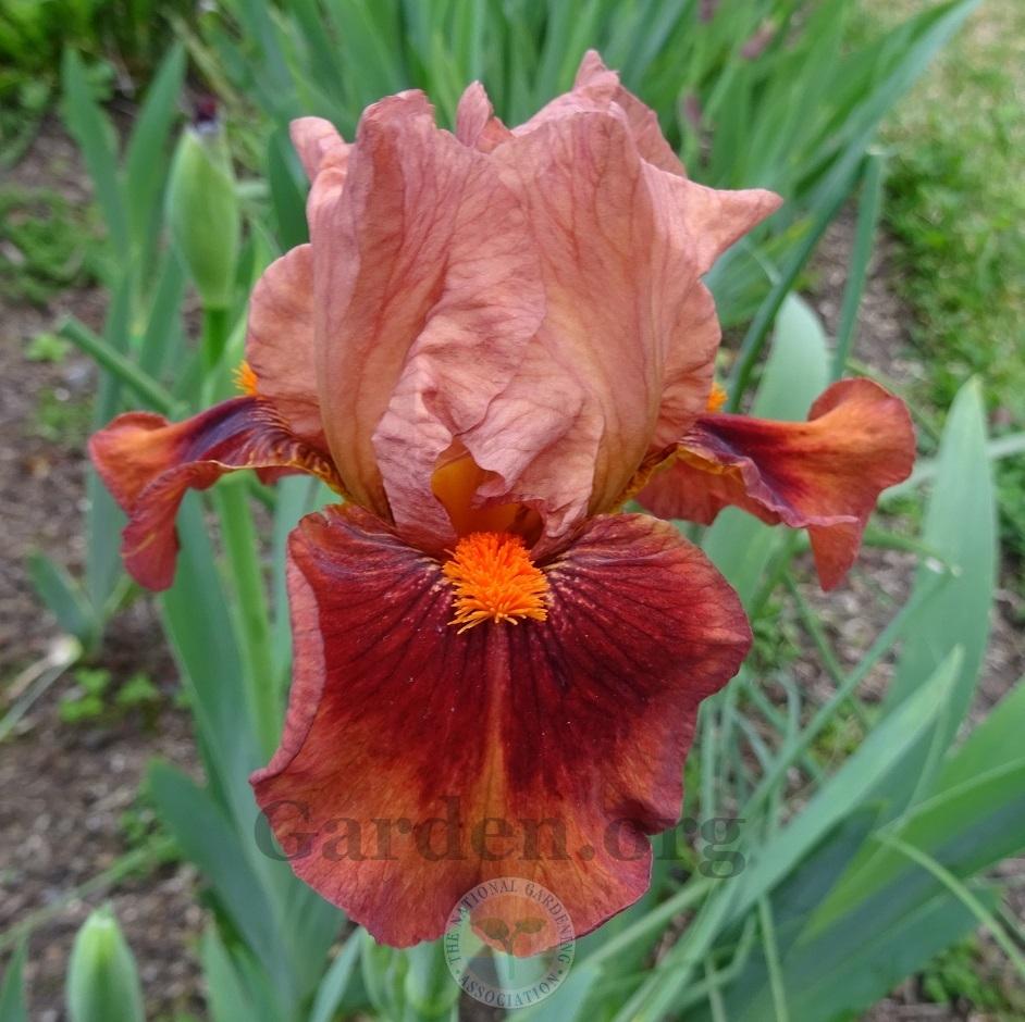 Photo of Intermediate Bearded Iris (Iris 'Safari Sunrise') uploaded by Totally_Amazing