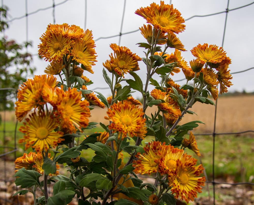 Photo of Garden Mum (Chrysanthemum 'Dolliette') uploaded by frankrichards16