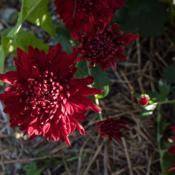 "Chrysanthemum 'Maroon Pride', 2017, Hardy Garden [Mum] #chrysant
