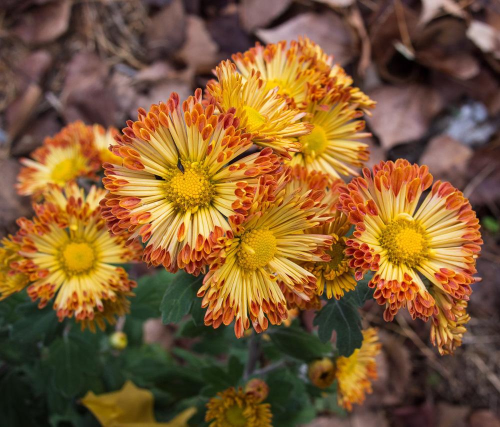 Photo of Garden Mum (Chrysanthemum 'Dolliette') uploaded by frankrichards16
