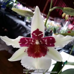 Location: Cymbidium Orchid Society of Victoria Spring Show, Melbourne, Victoria, Australia
Date: 2017-09-09
For sale on the David Keanelly Orchids sales bench.
