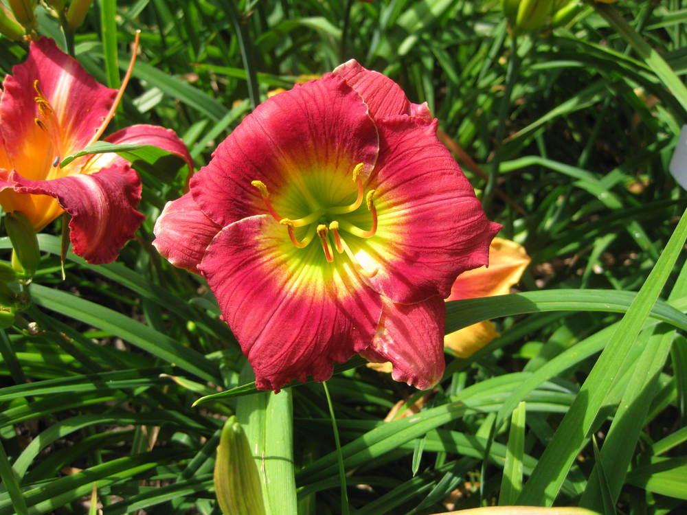 Photo of Daylily (Hemerocallis 'Two Thumbs Up') uploaded by Bedmaker