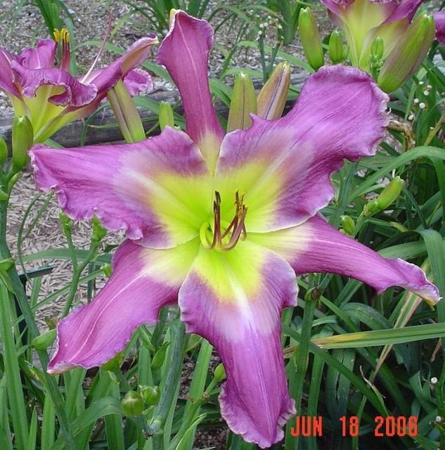 Photo of Daylily (Hemerocallis 'Spread Your Wings') uploaded by Lalambchop1