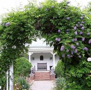Photo of American Wisteria (Wisteria frutescens 'Amethyst Falls') uploaded by Lalambchop1