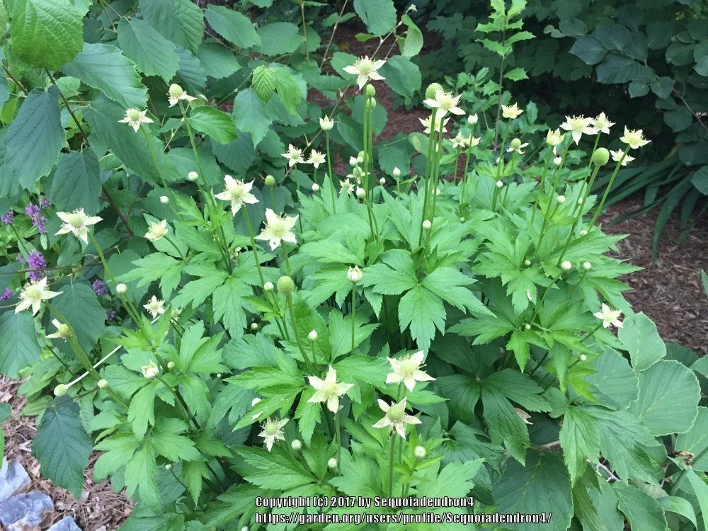 Photo of Thimbleweed (Anemone virginiana) uploaded by Sequoiadendron4