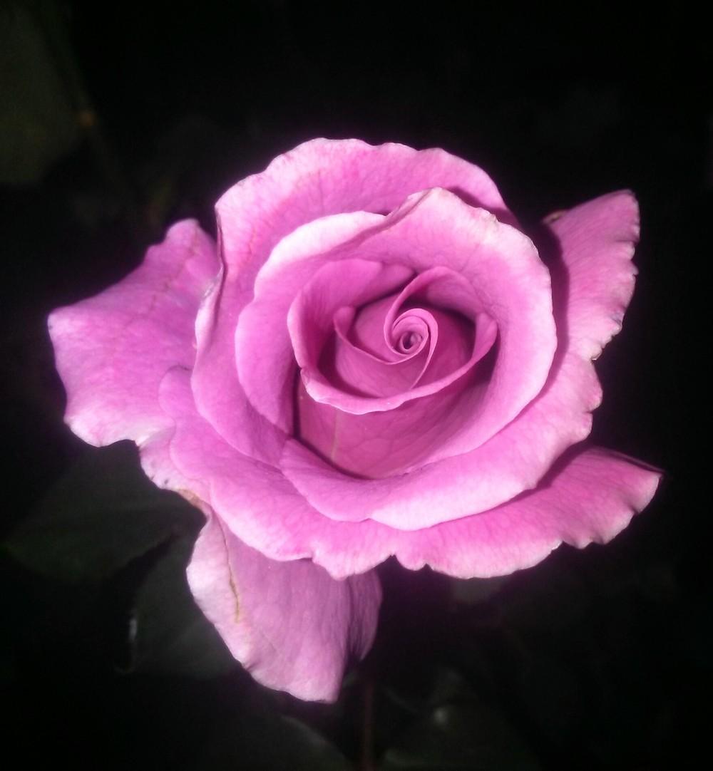 Photo of Rose (Rosa 'Angel Face') uploaded by carlysuko