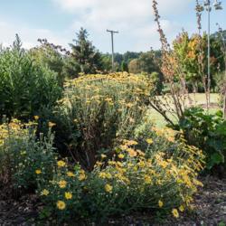 Location: Clinton, Michigan 49236
Date: 2017-10-13
"Chrysanthemum rubellum 'Mary Stoker', 2017, Korean [Mum] #chrysa