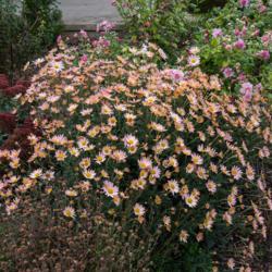 Location: Clinton, Michigan 49236
Date: 2017-10-13
"Chrysanthemum rubellum 'Sheffield Pink', 2016, Garden [Mum] #chr