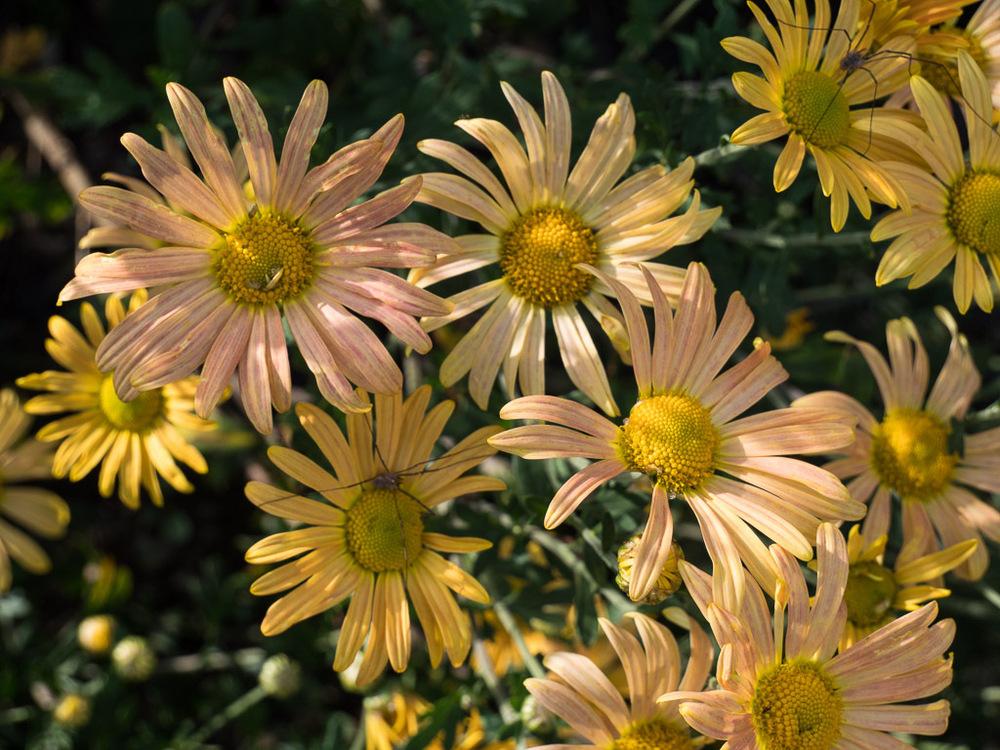 Photo of Hardy Chrysanthemum (Chrysanthemum x rubellum 'Mary Stoker') uploaded by frankrichards16