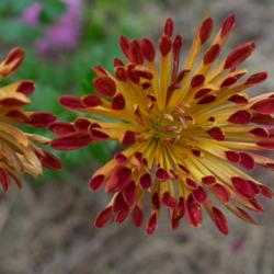 Location: Clinton, Michigan 49236
Date: 2017-10-13
"Chrysanthemum rubellum 'Matchsticks', 2017, Hardy Garden [Mum] #