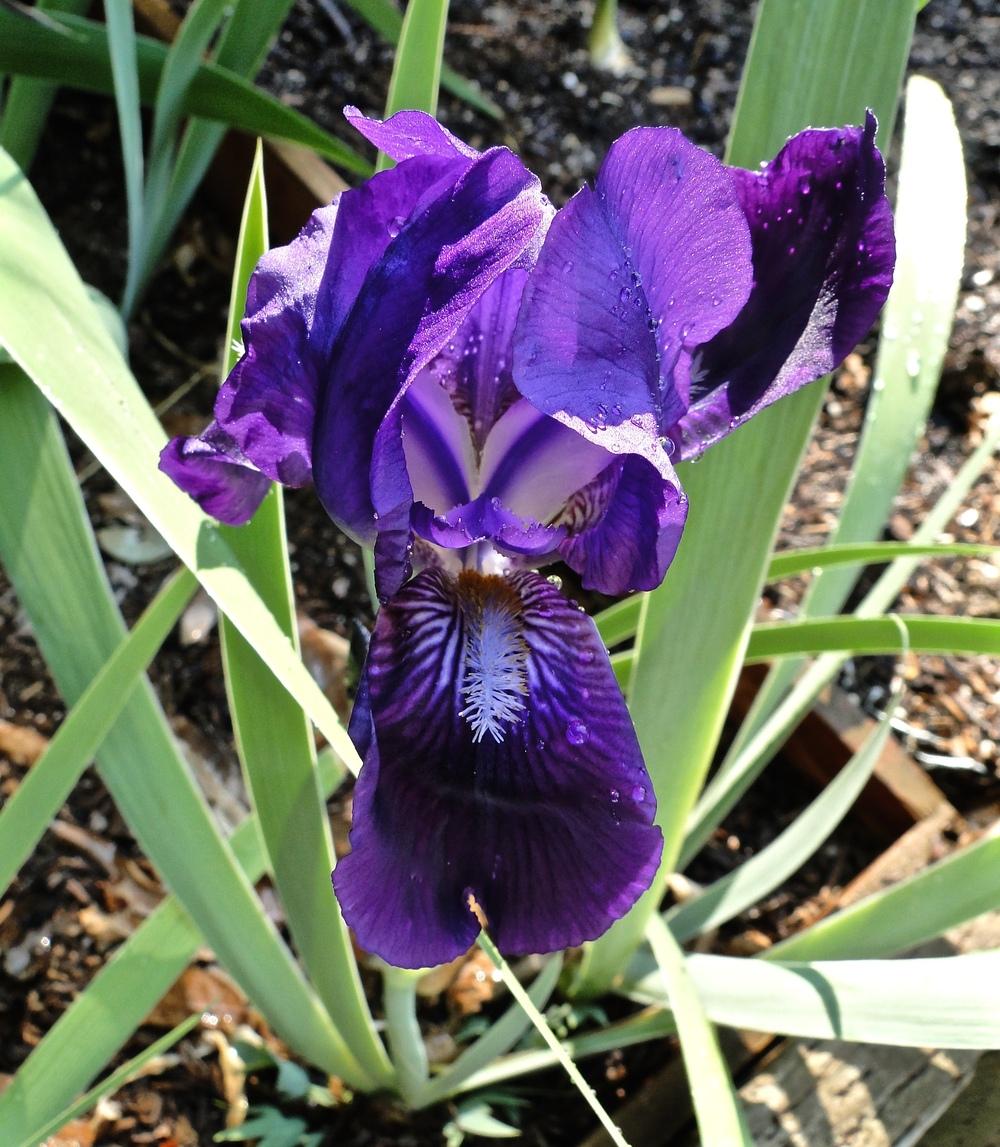 Photo of Intermediate Bearded Iris (Iris 'Eleanor Roosevelt') uploaded by golden_goddess