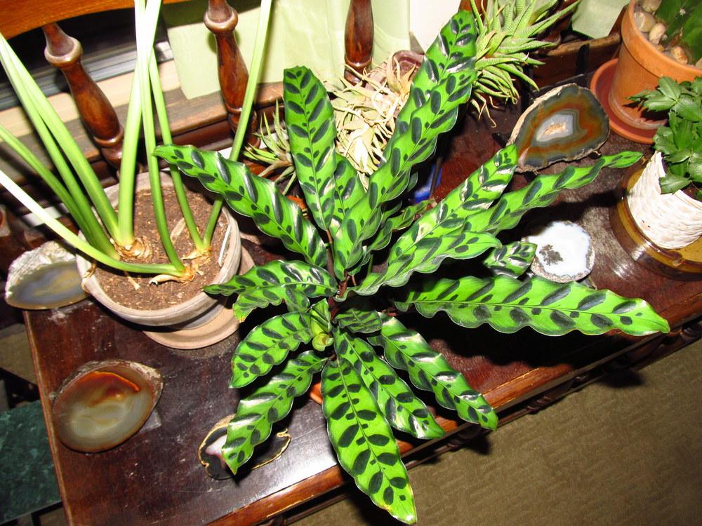 Photo of Rattlesnake Plant (Goeppertia insignis) uploaded by jmorth