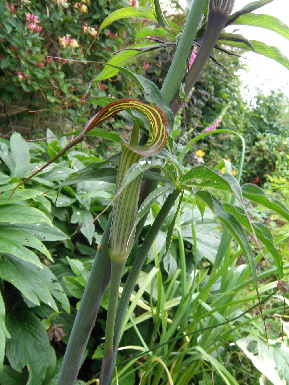 Photo of Jack in the Pulpit (Arisaema consanguineum) uploaded by IrisLilli