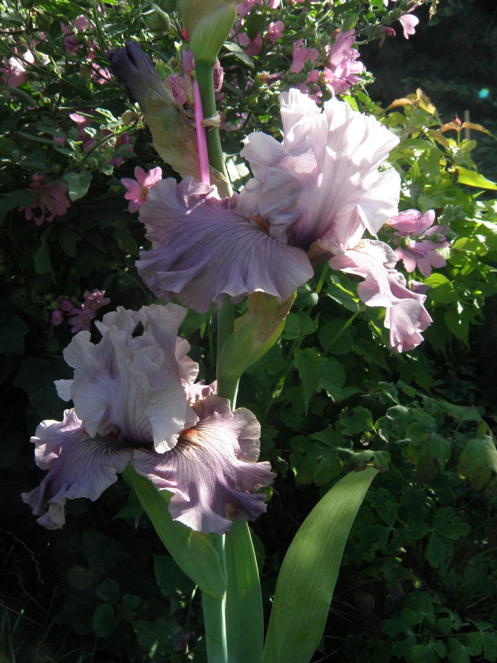 Photo of Tall Bearded Iris (Iris 'Storm Brewing') uploaded by IrisLilli