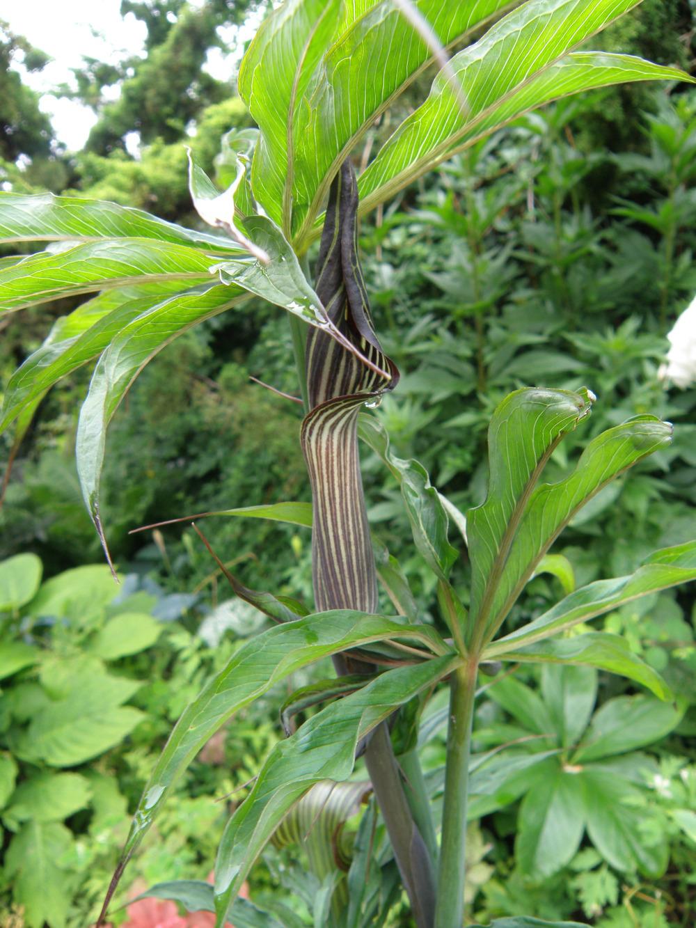 Photo of Jack in the Pulpit (Arisaema consanguineum) uploaded by IrisLilli