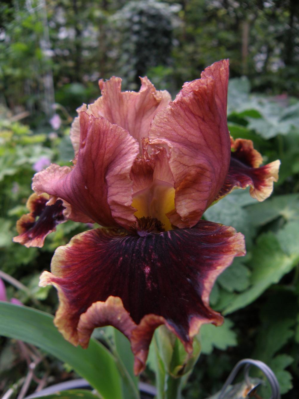 Photo of Intermediate Bearded Iris (Iris 'Uptown Fashion') uploaded by IrisLilli
