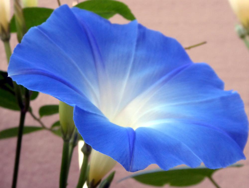 Photo of Morning Glory (Ipomoea tricolor 'Heavenly Blue') uploaded by JulieB