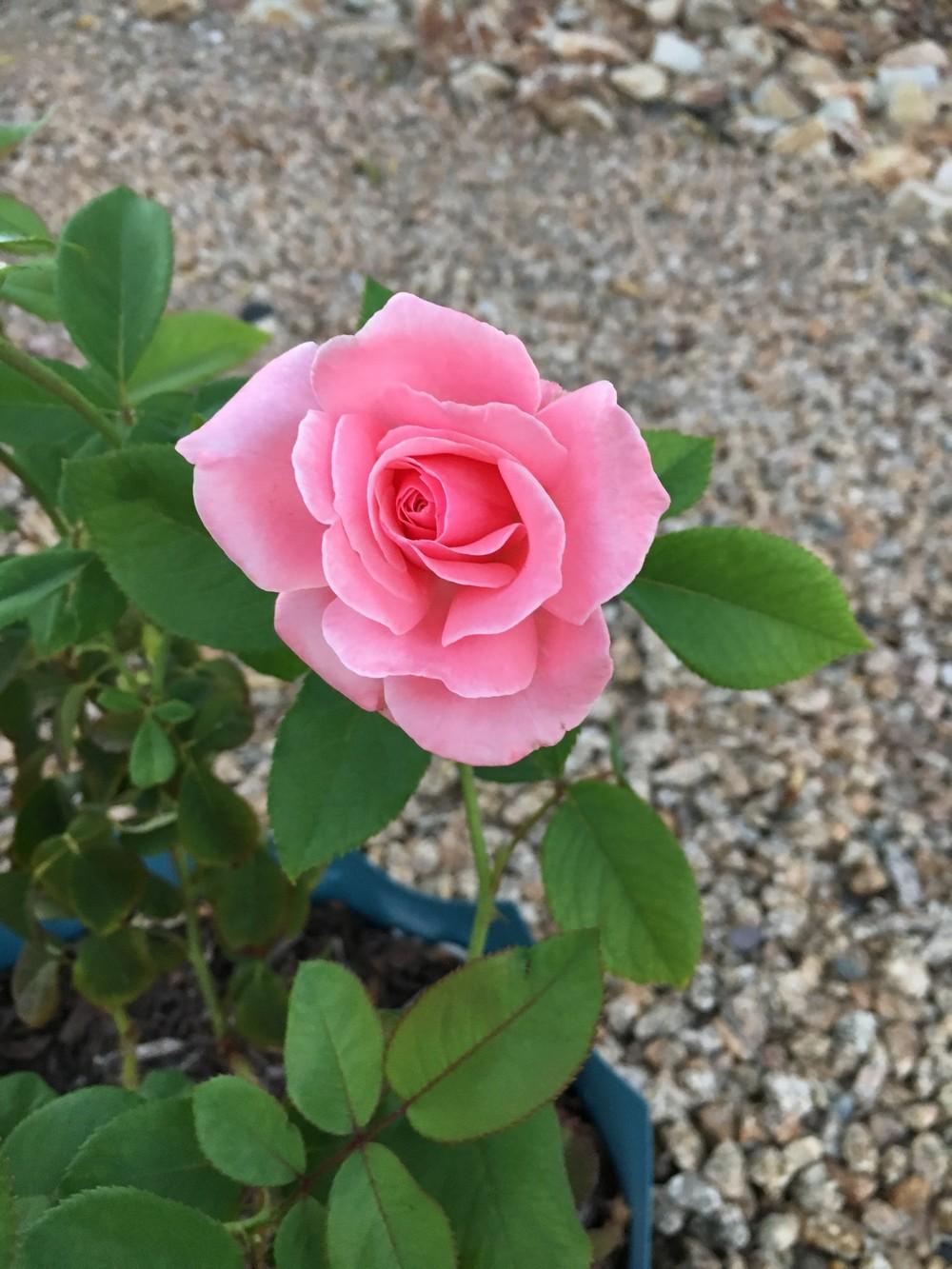 Photo of Rose (Rosa 'Queen Elizabeth') uploaded by LizDTM