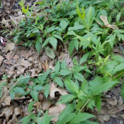Location: Jersey City  New Jersey
Date: 2017-07-17
attractive groundcover