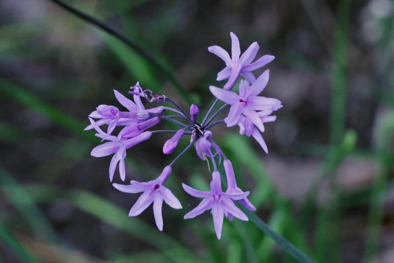 Photo of Society Garlic (Tulbaghia violacea) uploaded by RuuddeBlock
