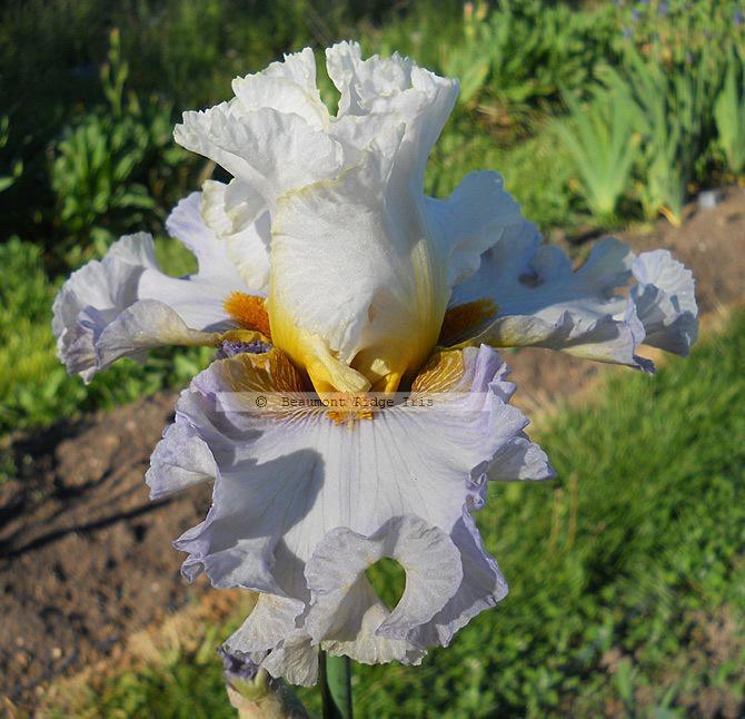 Photo of Tall Bearded Iris (Iris 'Bubbles All Round') uploaded by TBMan