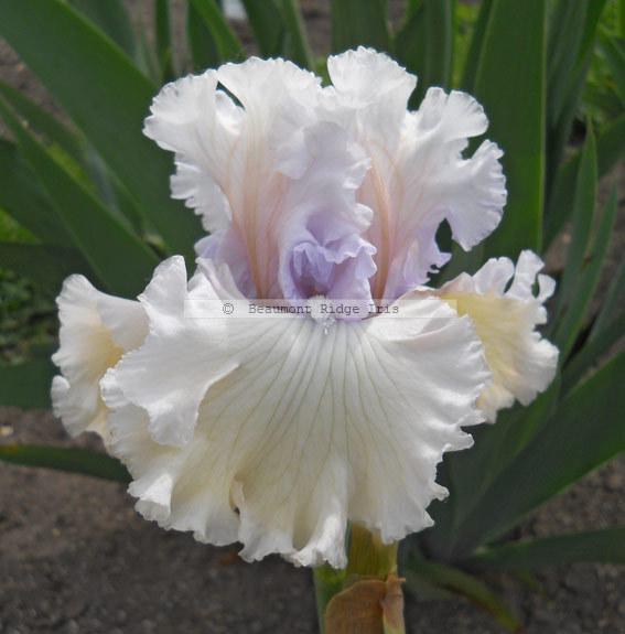 Photo of Tall Bearded Iris (Iris 'For the Soul') uploaded by TBMan
