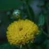 "Chrysanthemum 'Happy Face', 2016, Hardy Garden Cushion [Mum] #ch