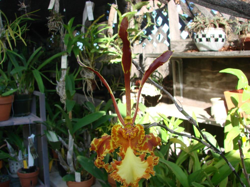Photo of Butterfly Orchid (Psychopsis Mariposa 'Green River') uploaded by Ted5310
