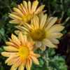 "Chrysanthemum rubellum 'Sheffield Yellow', 2017, Hardy Garden [M