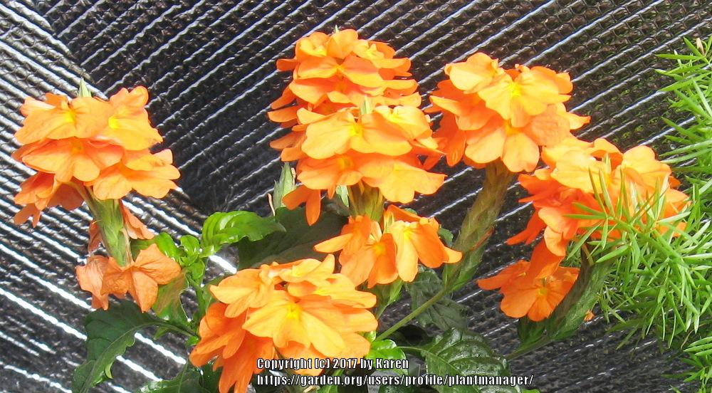 Photo of Crossandra 'Apricot Sun' uploaded by plantmanager