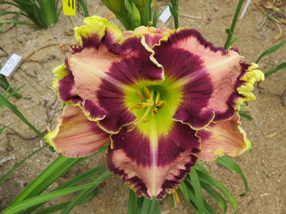 Photo of Daylily (Hemerocallis 'Dueling Colors') uploaded by 1953dennis