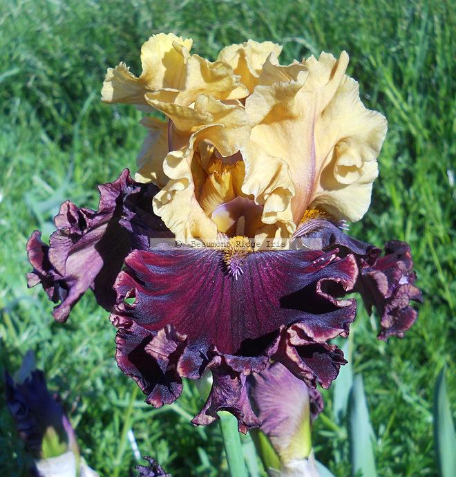 Photo of Tall Bearded Iris (Iris 'Catwalk') uploaded by TBMan