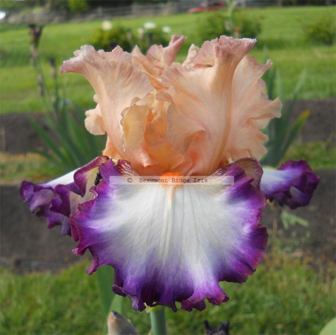 Photo of Tall Bearded Iris (Iris 'Brouhaha') uploaded by TBMan